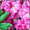Bright Pink Rhododendron