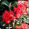 Bright Red Rhododendron