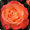 Sam McGredy Rose