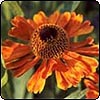  Brown Daisy 