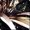 Bronze Flax (Phormium)