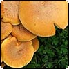  Fungi 