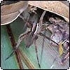 Brown Spider