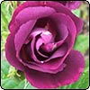  Rhapsody in Blue Rose 