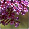 Buddleia in Flower