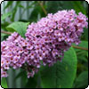  Buddleia 
