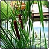 Bull Rushes