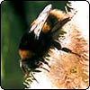 Busy Bumble Bees