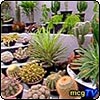 Cacti Exhibit Marquee