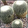 Cactus Collections