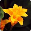 Calathea Crocata Flower