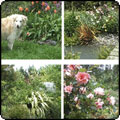 2010 Moosey Garden Calendar