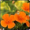  California Poppy Flower 