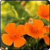  Californian Poppies 