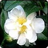  White Camellia 