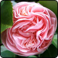  The First Spring Camellias 