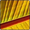 Canna Leaf