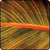 Canna Tropicanna Lily