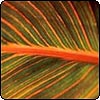 Canna 'Tropicana'