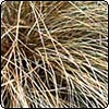 Carex