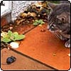 Cat and Mouse