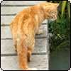 Cats on Middle Bridge