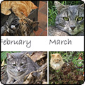  2011 Moosey Cats and Dog Calendar 
