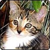 Most Valuable Cat Competition 2005
