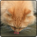 Fluffy Cat Drinking