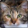Tortoiseshell Cat
