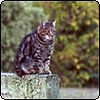 Cat On The Garden Fence