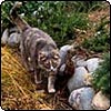Cat On A Garden Mission