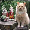  Garden Gnomes in the Shrubbery 