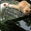  Frog Fishing 