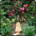  Moosey News : September 2011 