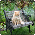 Glass-House Garden Benches