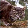 Stumpy Cat in the Gum Tree
