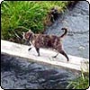 On the Catwalk