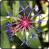Centaurea Montana