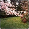 Spring Cherry Blossom