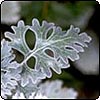 Silver Lace Cineraria
