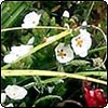 Cistus Shrub