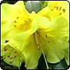  Yellow Rhododendron 