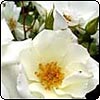  Class Act Rose 
