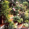 The Climbing Rose Compassion