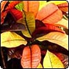 Codiaeum variegatum Icetone