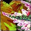 Coleus Foliage