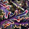 Coleus Kiwi Fern