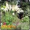 Colonial Gardening