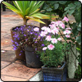 New Patio Pots